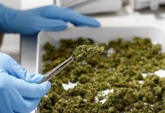 Novo medicamento à base de cannabis é liberado pela Anvisa e será fabricado na Colômbia
