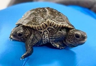 Rara tartaruga de duas cabeças e seis pernas é achada nos EUA
