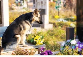 AMIGO FIEL: Cachorro permanece no túmulo de seu dono há mais de 7 anos