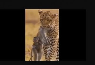 Vídeo mostra guepardo capturando macaco e filhote permanece preso à mãe