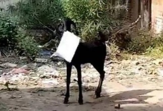 ÍNDIA: cabra abocanha documentos do governo e funcionário corre atrás do animal - VEJA VÍDEO