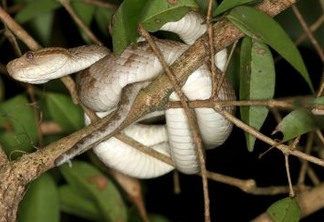 Pesquisadores da UFCG encontram nova espécie de serpente no Sertão da Paraíba