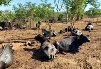 Juiz determina que búfalas que passavam fome e sede sejam doadas