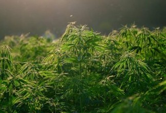 Foto: Planta da espécie Cannabis