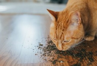 Catnip, a 'maconha' para gatos: o que você precisa saber antes de oferecer a erva ao seu bichano
