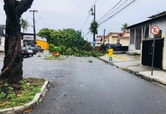 CAOS EM JOÃO PESSOA: Vinte árvores caem após fortes chuvas na capital