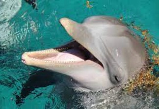 DESEJO SEXUAL: estudo revela que golfinhos fêmeas possuem clitóris e sentem prazer com outras 'golfinhas'; confira