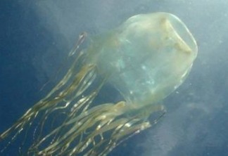 Adolescente morre após ficar preso nos tentáculos de água-viva