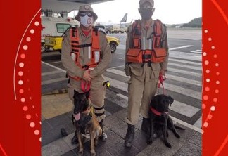 Bombeiros e cães da PB são enviados para ajudar no resgate das vítimas em Petrópolis