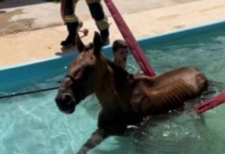 Cavalo invade casa, cai em piscina e precisa ser resgatado por Bombeiros - VEJA FOTOS
