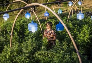 “A demanda é infinita”, diz dona de fazenda legal de Cannabis 
