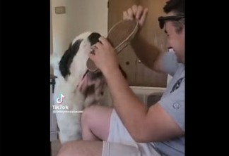 FILHOTES GIGANTES: Cachorro de 80 quilos faz sucesso no TiKtoK - VEJA VÍDEOS 