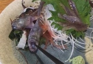 Peixe é servido vivo e morde hashi de cliente em restaurante - VEJA VÍDEO