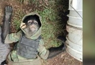 Macaco-aranha "do crime" morre em confronto de policiais com traficantes