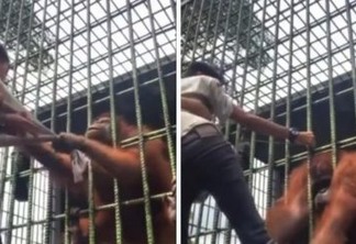 SUSTO: Turista é agarrado por orangotango em zoológico e se desespera