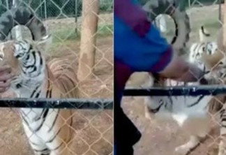 Tratador morre atacado por tigre ao tentar acariciá-lo enquanto o felino se alimentava; VEJA VÍDEO 