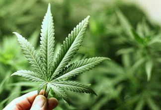 STJ julga aval para cultivo artesanal de cannabis para canabidiol, nesta terça-feira