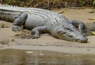 Jovem de 14 anos luta com crocodilo e consegue se libertar de ataque