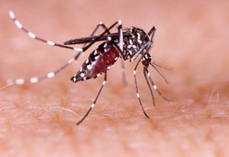 Paraíba registra primeiro caso de grávida infectada por Zika em 2022