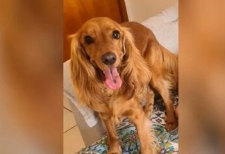 Homem é preso suspeito de matar cachorro da namorada por ciúmes do animal