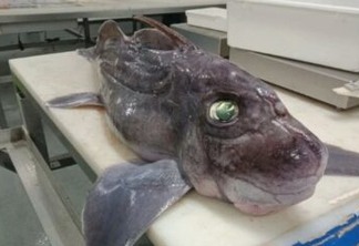 Cientistas descobrem 'tubarão-fantasma'; espécie tem órgão genital na cabeça