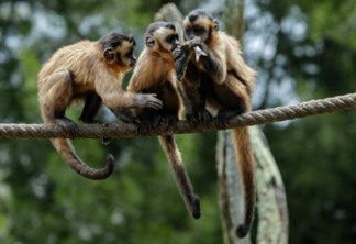 OMS denuncia ataques contra macacos no Brasil por medo da varíola dos macacos
