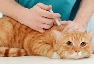 Secretaria de Saúde prepara Campanha de Vacinação contra raiva animal