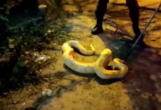 Cobra de origem asiática é encontrada no Poço, na cidade de Cabedelo: VEJA O VÍDEO