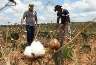 Prefeitura prevê safra recorde de algodão orgânico pelos agricultores familiares de Campina Grande