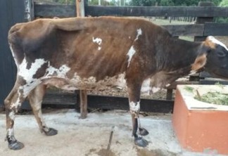 Vacas apreendidas em Lucena poderão ser leiloadas ou abatidas — Foto: Divulgação/Redes sociais

