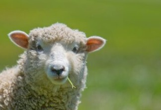 Ovelhas invadem fazenda e comem 100 quilos de maconha - VEJA VÍDEO