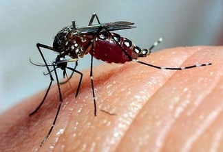 Casos de dengue este ano superam os de 2023 em cinco estados e no DF