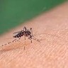 Mosquito da dengue: Imagem: reprodução/internet