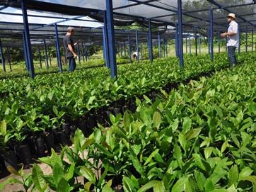 BERNARDINO BATISTA: Produção de 10 mil mudas de caju na PB gera renda a agricultores durante seca
