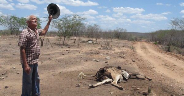 NOS CAMINHOS DA SECA: “Mortes de animais, perda da lavoura, falta de água e de alimento e descasos dos governantes” – Por Djacy Brasileiro