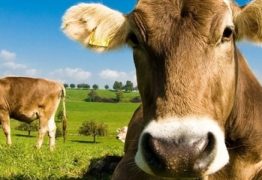 SURPREENDENTE: Norte-americanos acreditam que achocolatado vem de vacas marrons