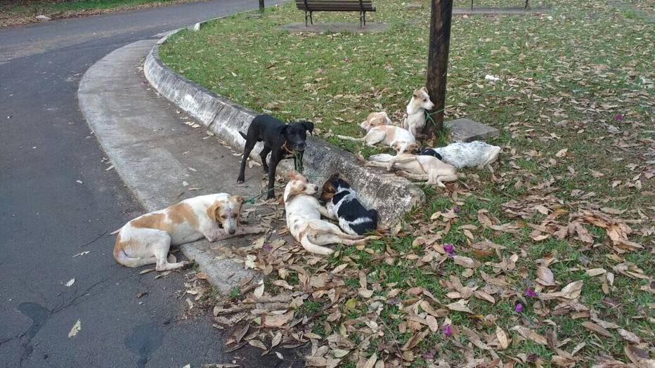 1507229077690 - Nove cães são amarrados em poste e um morre enforcado