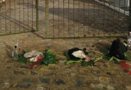 IMAGENS FORTES: bode esquartejado é deixado com bebidas em portão de cemitério em Serra da Raiz