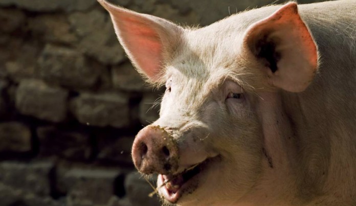 porco - Revoltado, porco reage a tentativa de abate e mata açougueiro