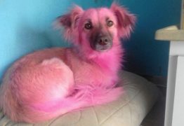 ‘Vó’ usa shampoo errado e deixa cãozinho rosa