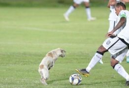 Cachorro invade jogo da Série C e dribla jogadores de Treze e Santa Cruz – VEJA VÍDEO