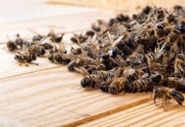 Agrotóxico Fipronil mata 50 milhões de abelhas em Santa Catarina