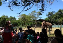PMJP e MPF fecham acordo e Lady será transferida para o Santuário dos Elefantes