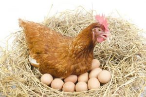 galinhas botam ovos todos os dias 300x199 - GALINHA DOS OVOS DE OURO?! Leilão de ave valiosa termina em bate-boca entre cunhado de prefeita e vice na PB - VEJA VÍDEO