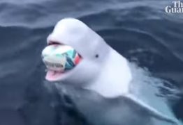 Baleia beluga joga rugby no mar com marinheiros – VEJA VÍDEO