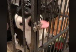Pitbull abre gaiola de veterinário com a língua e viraliza – VEJA VÍDEO