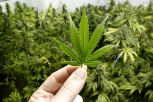 iStock 503076890 300x200 - Cannabis pode impedir que humanos tenham covid-19, diz estudo
