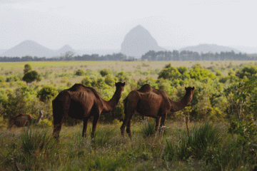 10 mil camelos serão abatidos na Austrália por 'beberem água demais'