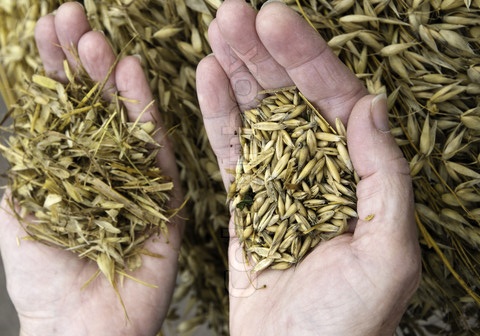 3269089 487550 separating the wheat from the chaff - CASA DE EPITÁCIO PESSOA: Não vão separar o joio do trigo? - Por Júnior Gurgel