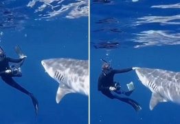 Bióloga mantém a calma e desvia tubarão-tigre com toque suave no nariz – VEJA VÍDEO